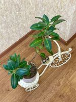 Лот: 25373755. Фото: 4. Фикус 75 см. Красноярск