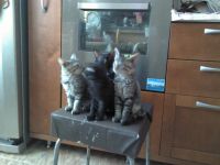 Лот: 3605774. Фото: 2. Котята. Животные и уход