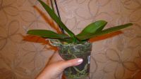 Лот: 5692657. Фото: 4. Орхидея фаленопсис F53(отцвела... Красноярск