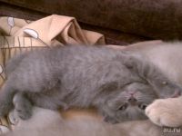 Лот: 13554947. Фото: 3. котята шотландские плюшевые. Растения и животные