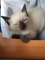 Лот: 3622537. Фото: 5. Сиамские котята