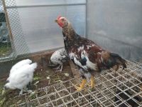 Лот: 10213451. Фото: 5. петух пёстрый