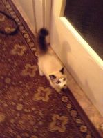 Лот: 5974810. Фото: 2. котенок. Животные и уход