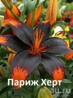 Лот: 11058000. Фото: 2. Лилия Роберт Свенсон. Семена, рассада, садовые растения