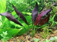 Лот: 15248785. Фото: 2. Афлейм Эхинодорус (Echinodorus... Аквариумистика