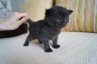 Лот: 3766365. Фото: 5. Британские котятки-медвежатки...