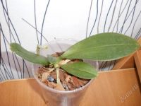 Лот: 1199339. Фото: 2. Phalaenopsis Mini Mark молодое... Комнатные растения и уход