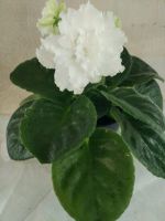 Лот: 11473891. Фото: 3. Сенполия ЕК-Белая Королева ( цветущая... Растения и животные