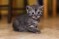 Лот: 9609834. Фото: 5. Британские котята