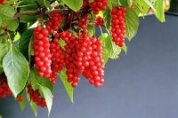 Лот: 9282720. Фото: 2. Лимонник китайский Schisandra... Семена, рассада, садовые растения
