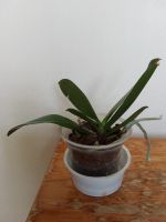 Лот: 11565727. Фото: 4. Орхидея фаленопсис Сьюки, цвет... Красноярск