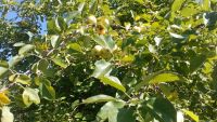 Лот: 11740286. Фото: 3. Участок на ст. Маганская. Недвижимость