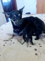 Лот: 9750350. Фото: 3. Щенки мини той -терьера. Растения и животные