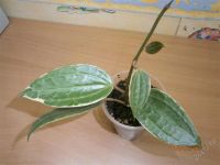 Лот: 1996390. Фото: 2. хойя макрофила (Hoya macrophylla... Комнатные растения и уход