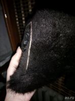 Лот: 10744306. Фото: 5. Шуба ! полушубок. лиса