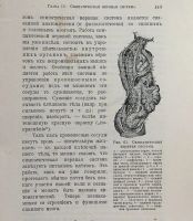 Лот: 20842882. Фото: 6. С. Лебедев. Жизнь человеческого...