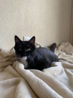 Лот: 20977824. Фото: 4. Котенок ищет дом. Красноярск