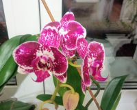 Лот: 16358589. Фото: 2. Орхидея "Фаленопсис" 2 сорта. Комнатные растения и уход