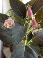 Лот: 9883936. Фото: 6. Колерия Jardin de Monet взрослое...