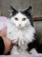 Лот: 5668486. Фото: 5. Коты на выбор,бесплатно!