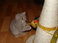 Лот: 3662961. Фото: 2. Британский котенок Coco Chanel... Животные и уход