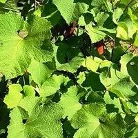 Лот: 6073425. Фото: 3. Виноград Амурский (Vitis amurensis... Для дачи, дома, огорода, бани, парка