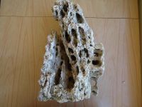 Лот: 4259917. Фото: 3. Песчаник. Растения и животные