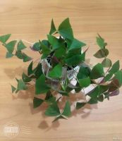 Лот: 17369754. Фото: 2. Оксалис(кислица)зеленый. Комнатные растения и уход