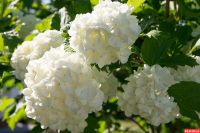 Лот: 11488891. Фото: 2. Саженцы калины декоративной (бульденеж... Семена, рассада, садовые растения