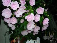 Лот: 13301445. Фото: 3. Ахименес Double Pink Rose. Растения и животные