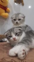 Лот: 15217037. Фото: 3. Котята шотландские вислоухие. Растения и животные