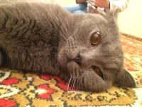 Лот: 8745517. Фото: 5. Котята вислоухие и прямоухие шотландцы