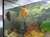 Лот: 16971743. Фото: 3. Псевдотрофеус. Растения и животные