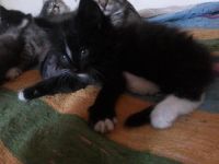 Лот: 4397565. Фото: 4. котята. Красноярск