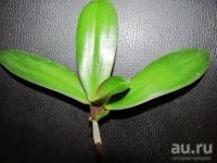 Лот: 8707820. Фото: 2. орхидея фаленопсис (белая) детка. Комнатные растения и уход