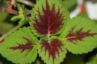 Лот: 3149264. Фото: 2. Колеус (крапивка) 6. Комнатные растения и уход