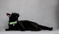 Лот: 13297900. Фото: 2. Котик Чарлик в хорошие руки. Животные и уход
