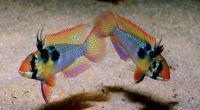 Лот: 16203674. Фото: 2. Апистограмма рамирези (Microgeophagus... Аквариумистика