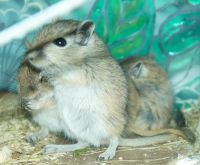 Лот: 3646929. Фото: 4. Мышь, Мышка-Песчанка (не пахнут... Красноярск