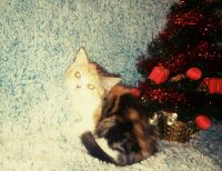 Лот: 12779525. Фото: 3. Шотландские котята. Растения и животные