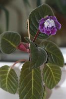 Лот: 3212015. Фото: 3. Глоксиния 34. Растения и животные