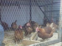 Лот: 6946501. Фото: 2. Яйцо куриное домашнее. Продукты