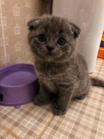 Лот: 10801821. Фото: 2. шотландцы котята шотландские. Животные и уход