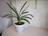 Лот: 2160331. Фото: 2. Кливия. Комнатные растения и уход