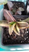 Лот: 11540062. Фото: 2. Алоэ mitriporders variegata (суккулент... Комнатные растения и уход