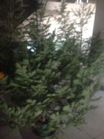 Лот: 8798729. Фото: 3. Пихта Новогодняя (свежесруб). Сувениры, подарки