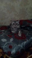 Лот: 8876793. Фото: 2. Котёнок Британец. Животные и уход