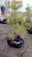 Лот: 11530594. Фото: 12. Лесопитомник "Купцов ручей" предлагает...