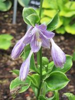 Лот: 9529169. Фото: 6. хоста Гранд Тиара (hosta Grand...