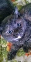 Лот: 10278716. Фото: 4. Котята от британки. Красноярск